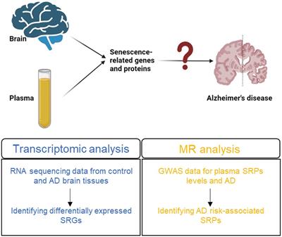 Senescence-related genes and proteins in the development of Alzheimer’s disease: evidence from transcriptomic and Mendelian randomization analysis
